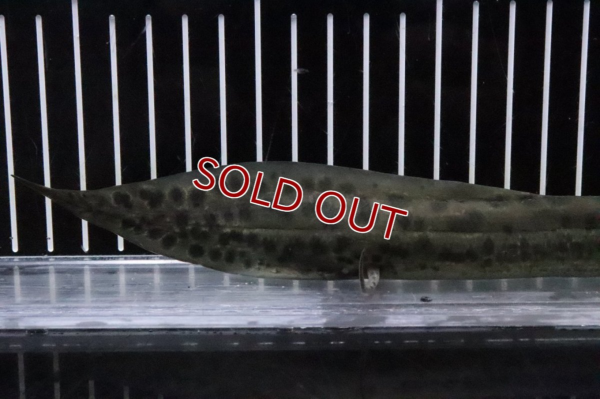 画像3: 【淡水魚】【通販】激安 プロトプテルス アネクテンス ニジェール産 ワイルド【１匹 サンプル画像】(±18-22cm)(生体)(熱帯魚)NKO (3)