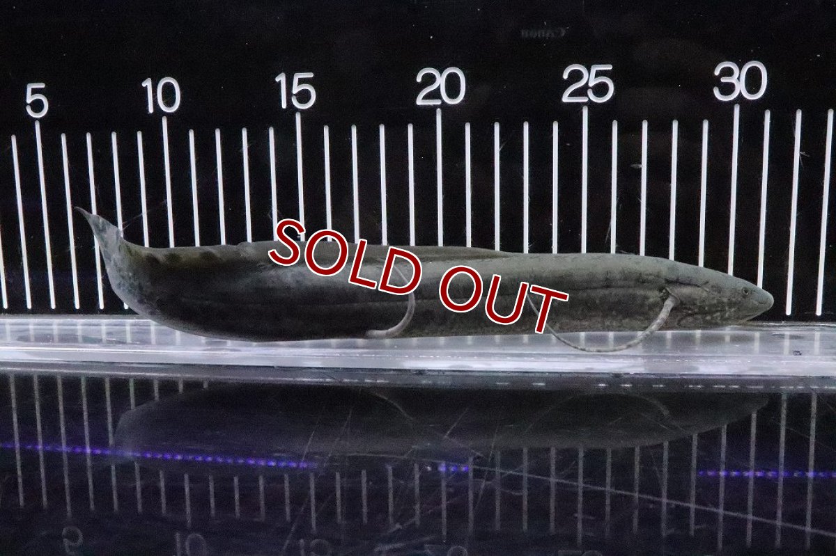 画像4: 【淡水魚】【通販】激安 プロトプテルス アネクテンス ニジェール産 ワイルド【１匹 サンプル画像】(±18-22cm)(生体)(熱帯魚)NKO (4)