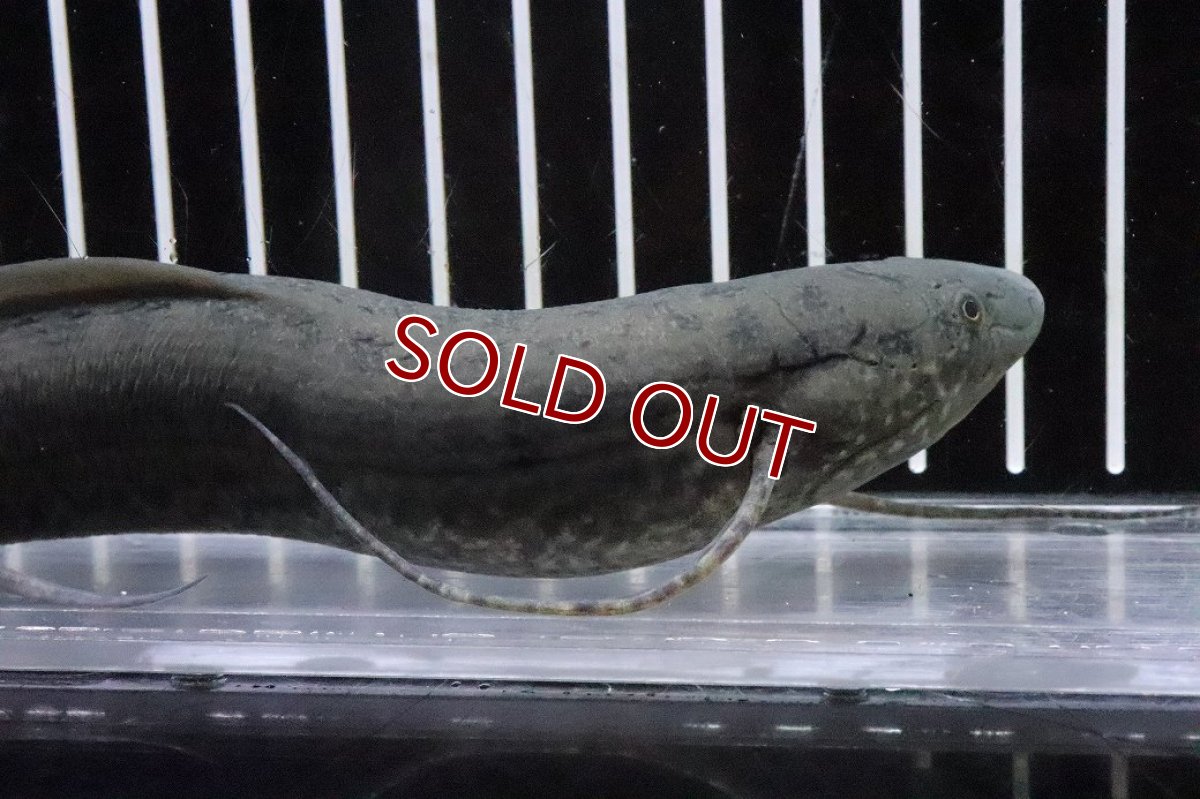 画像5: 【淡水魚】【通販】激安 プロトプテルス アネクテンス ニジェール産 ワイルド【１匹 サンプル画像】(±18-22cm)(生体)(熱帯魚)NKO (5)