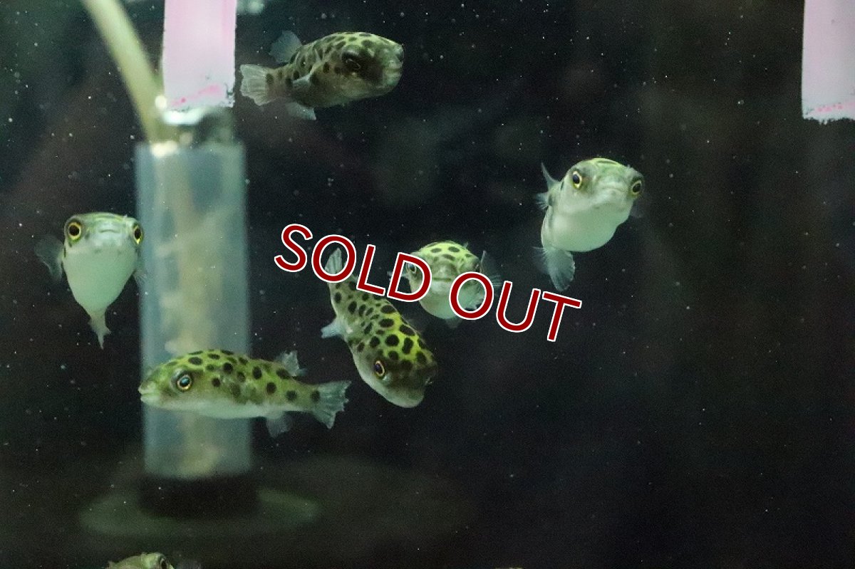 画像2: 【淡水魚】【通販】久々入荷 完全淡水ミドリフグ【1匹 サンプル画像】(フグ)(生体)(熱帯魚) (2)