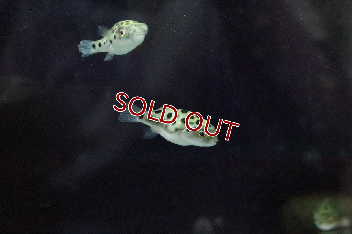 画像3: 【淡水魚】【通販】久々入荷 完全淡水ミドリフグ【1匹 サンプル画像】(フグ)(生体)(熱帯魚) (3)