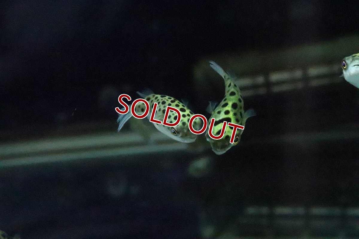 画像4: 【淡水魚】【通販】久々入荷 完全淡水ミドリフグ【1匹 サンプル画像】(フグ)(生体)(熱帯魚) (4)