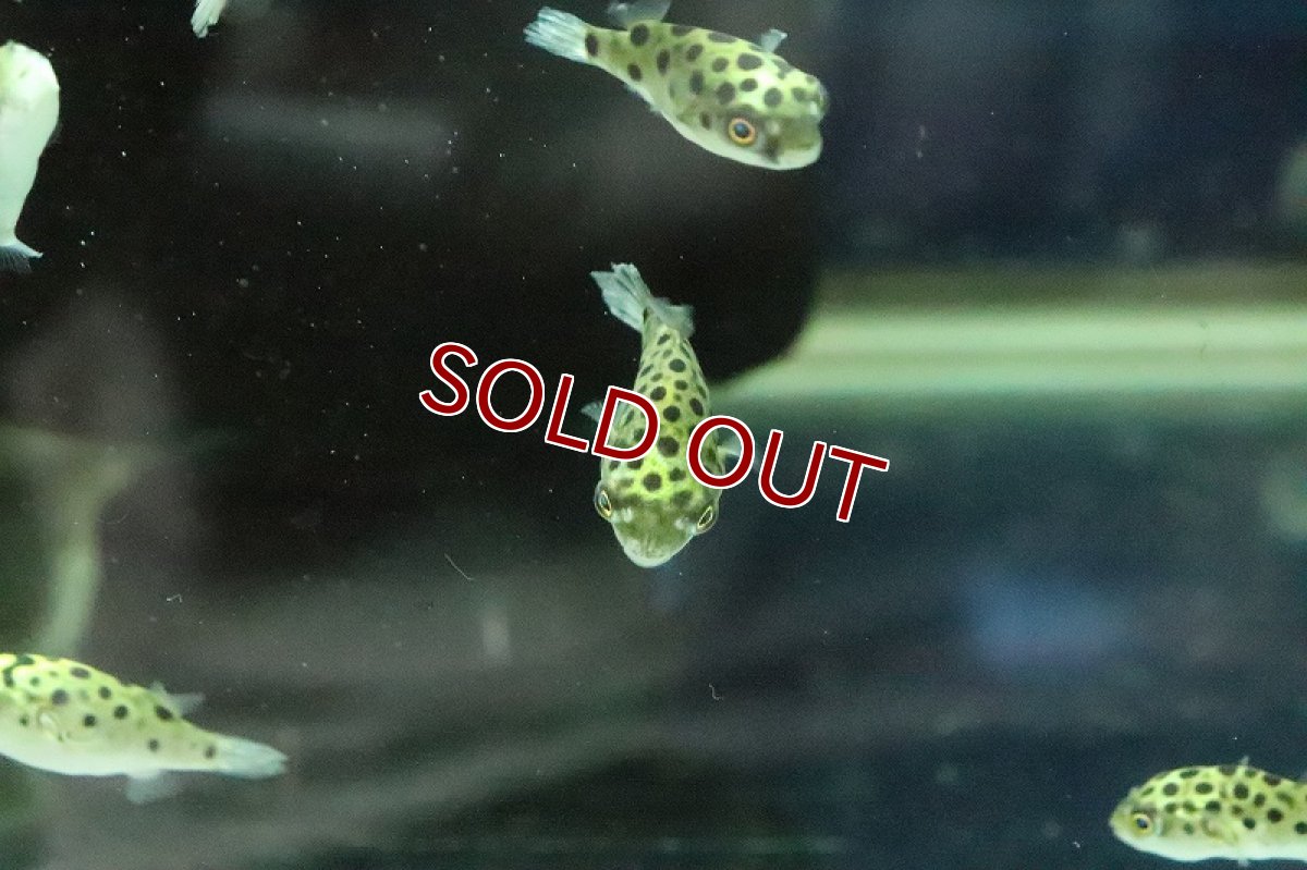 画像5: 【淡水魚】【通販】久々入荷 完全淡水ミドリフグ【1匹 サンプル画像】(フグ)(生体)(熱帯魚) (5)