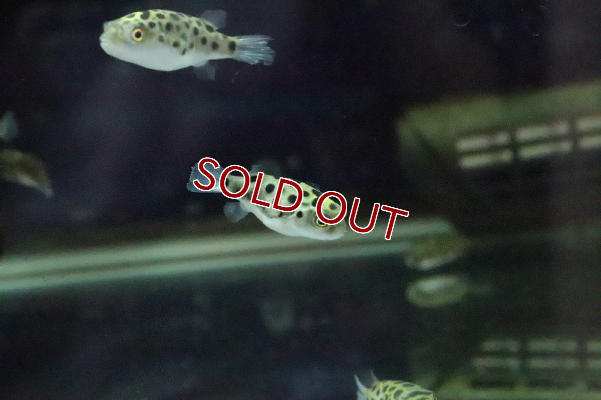 画像6: 【淡水魚】【通販】久々入荷 完全淡水ミドリフグ【1匹 サンプル画像】(フグ)(生体)(熱帯魚) (6)