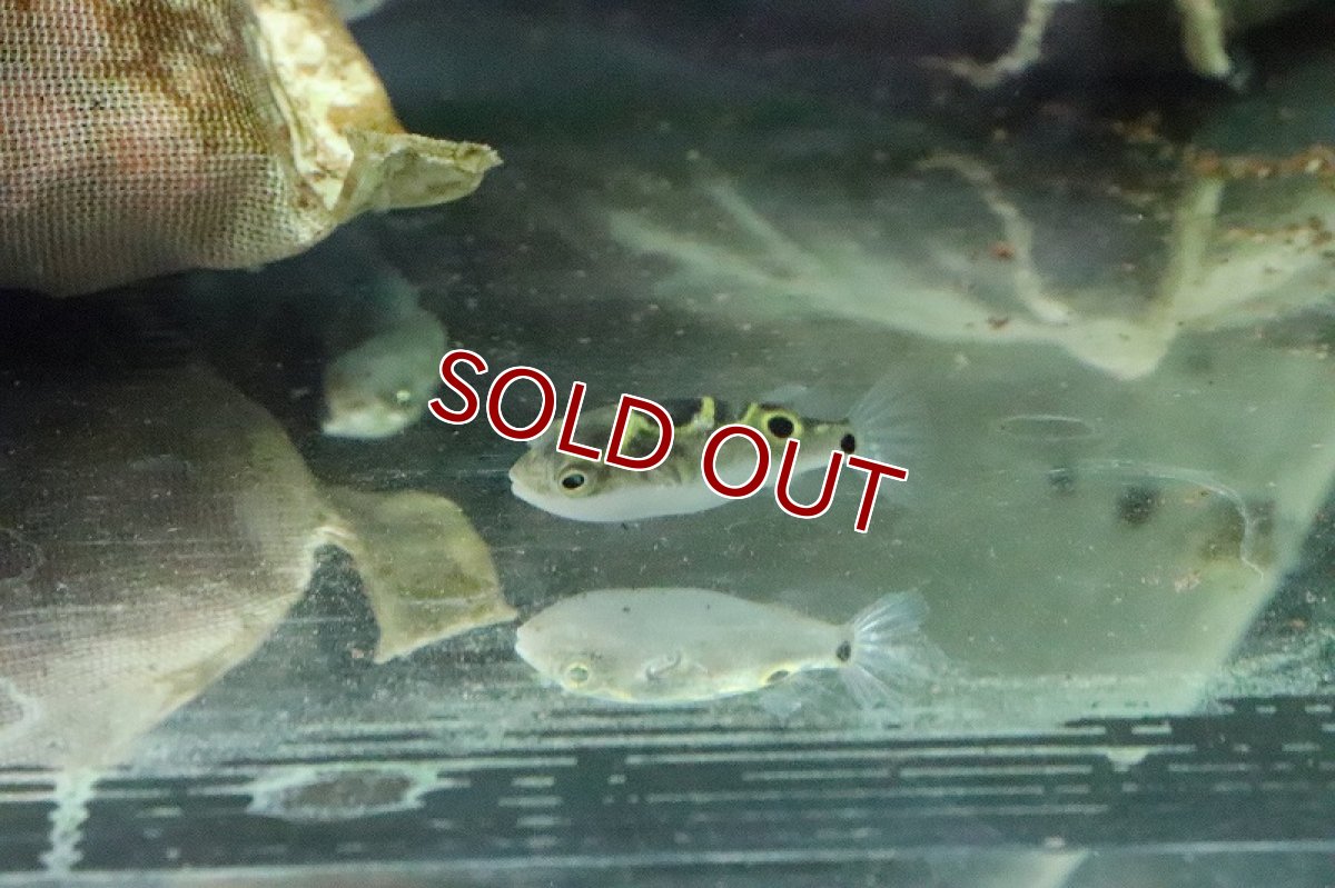 画像2: 【淡水魚】【通販】ハチノジフグ【1匹 サンプル画像】(汽水フグ)(生体)(淡水)NK (2)