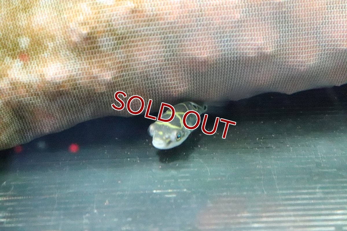 画像3: 【淡水魚】【通販】ハチノジフグ【1匹 サンプル画像】(汽水フグ)(生体)(淡水)NK (3)