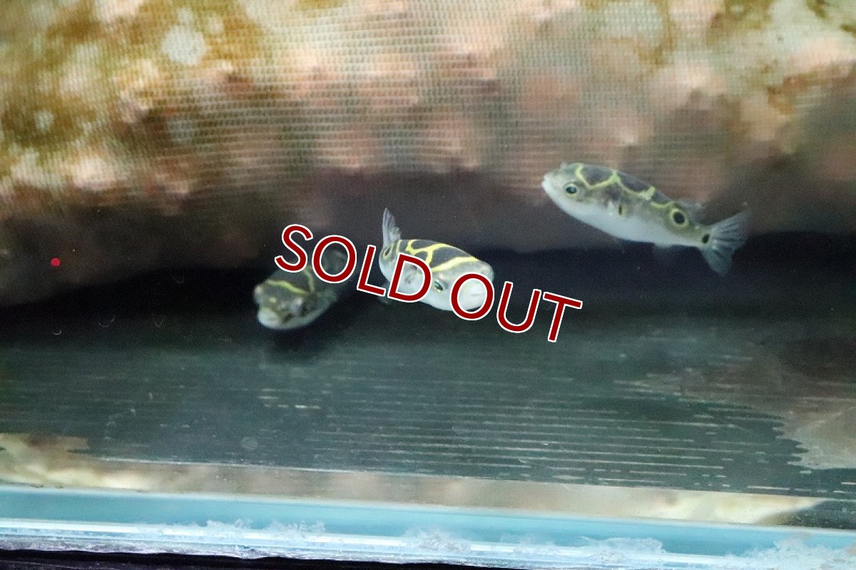 画像4: 【淡水魚】【通販】ハチノジフグ【1匹 サンプル画像】(汽水フグ)(生体)(淡水)NK (4)