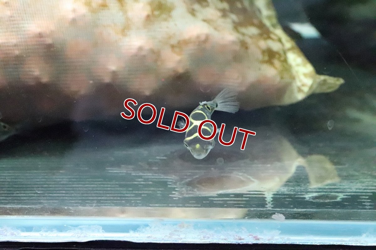 画像5: 【淡水魚】【通販】ハチノジフグ【1匹 サンプル画像】(汽水フグ)(生体)(淡水)NK (5)