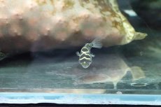 画像5: 【淡水魚】完全淡水ハチノジフグ【１匹】(淡水フグ)(生体)(淡水)NK (5)