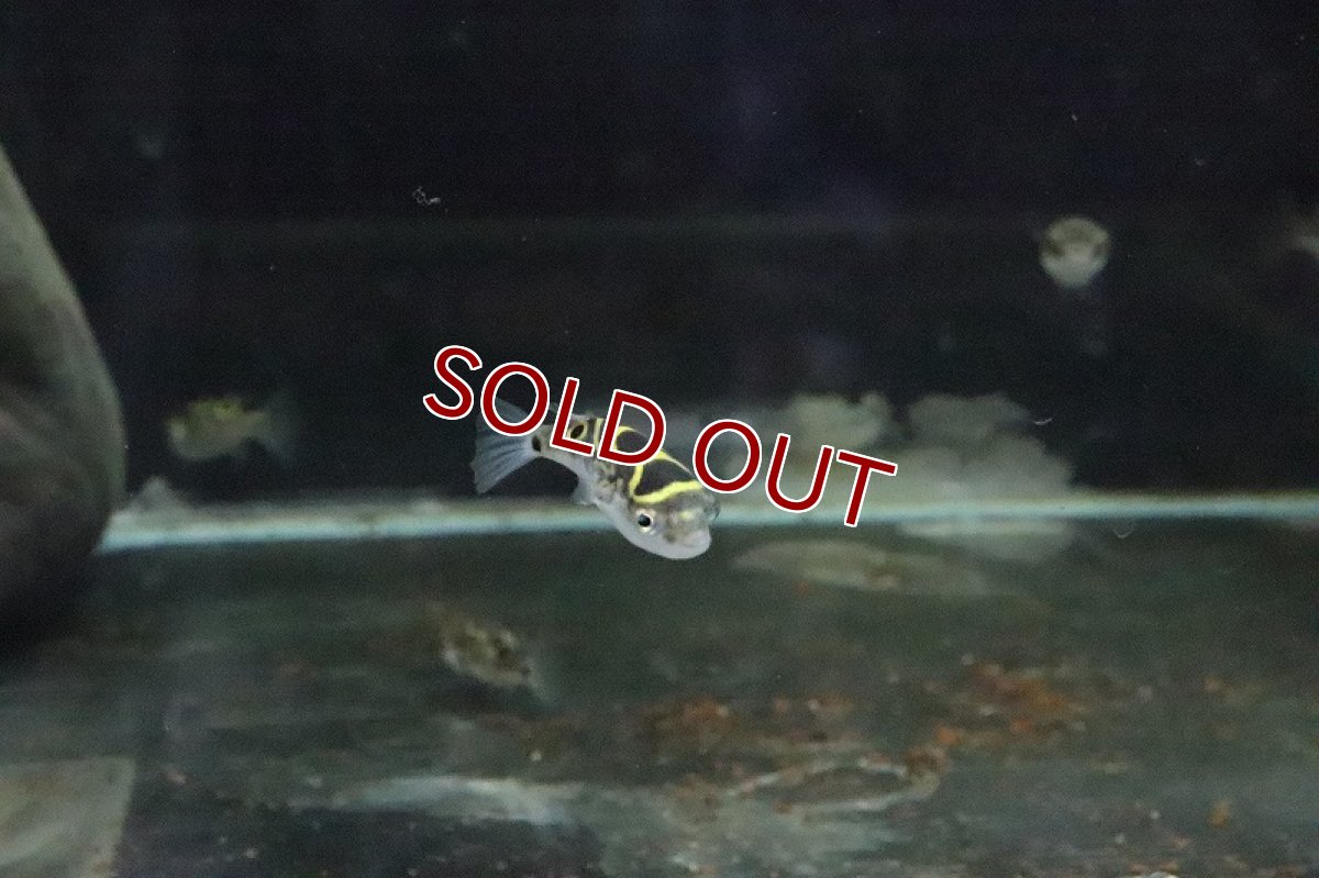 画像6: 【淡水魚】【通販】ハチノジフグ【1匹 サンプル画像】(汽水フグ)(生体)(淡水)NK (6)