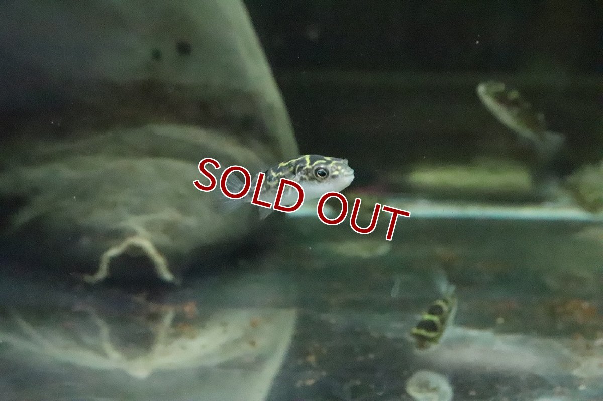 画像7: 【淡水魚】【通販】ハチノジフグ【1匹 サンプル画像】(汽水フグ)(生体)(淡水)NK (7)