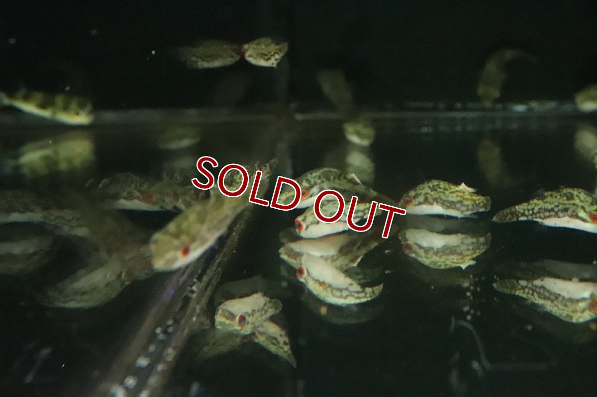 画像2: 【ウィンターセール 10％OFF対象商品】【淡水魚】【通販】特価 レッドテールアカメフグ【１匹 サンプル画像】(淡水フグ)(生体)(淡水)ＮＫ (2)