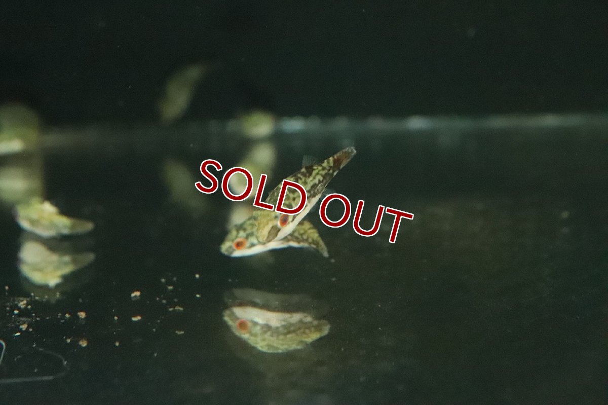 画像3: 【ウィンターセール 10％OFF対象商品】【淡水魚】【通販】特価 レッドテールアカメフグ【１匹 サンプル画像】(淡水フグ)(生体)(淡水)ＮＫ (3)