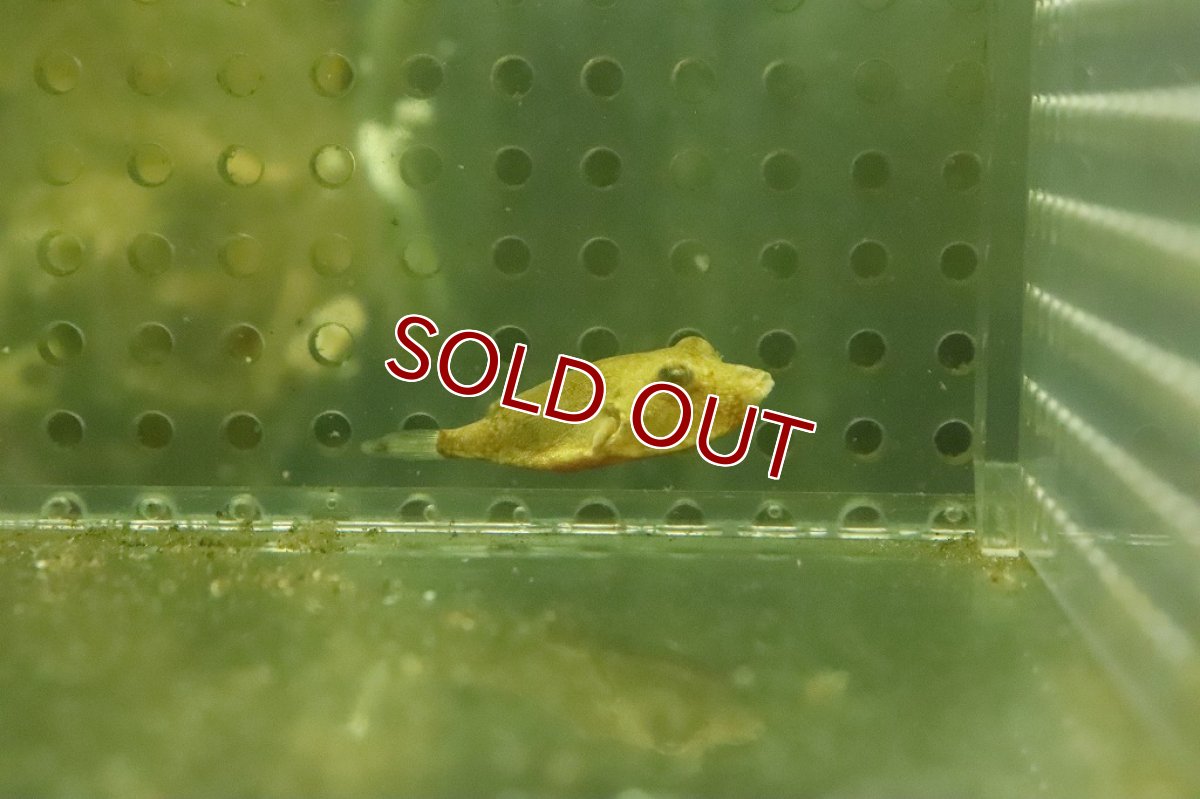 画像1: 【サマーセール10%OFFクーポン番号（10）対象商品 】【淡水魚】【通販】特価 テトラオドン ミウルス【１匹 サンプル画像】(±3ｃｍ)(淡水フグ)（生体）（熱帯魚）NK (1)