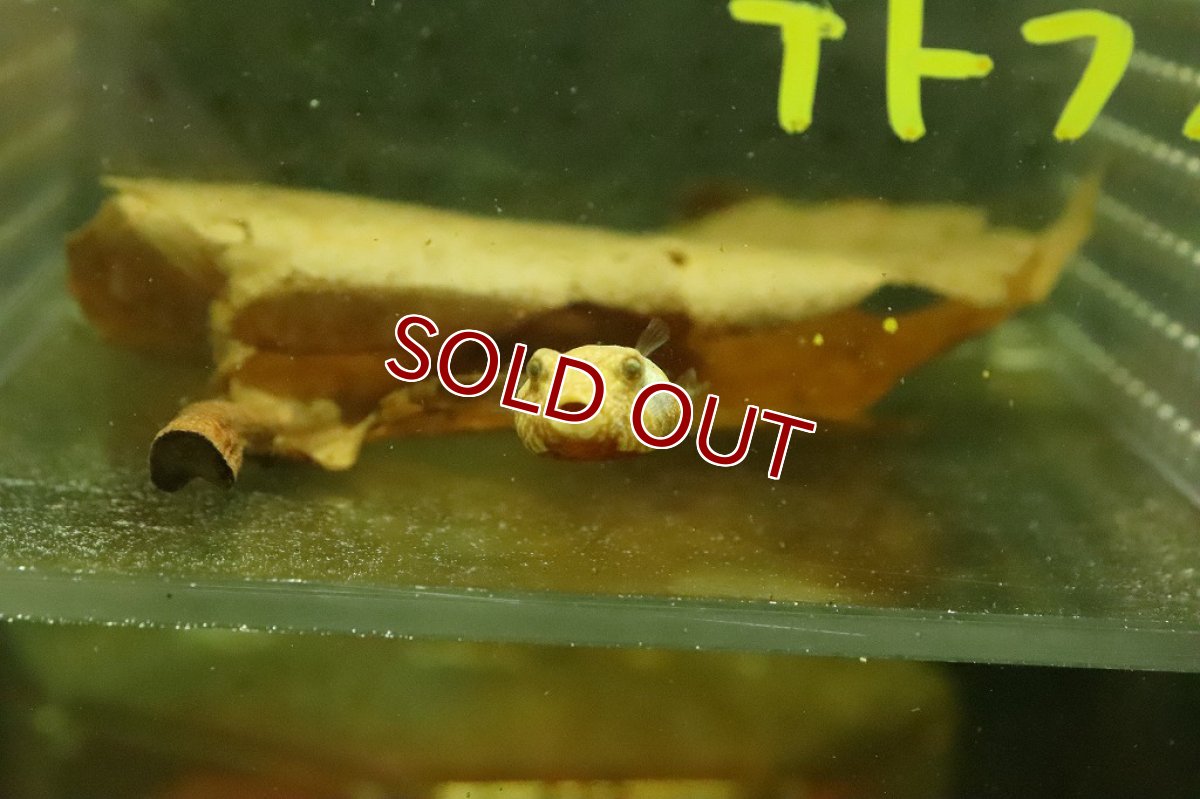 画像2: 【ウィンターセール 10％OFF対象商品】【淡水魚】【通販】特価 テトラオドン ミウルス【１匹 サンプル画像】(±3ｃｍ)(淡水フグ)（生体）（熱帯魚）NK (2)