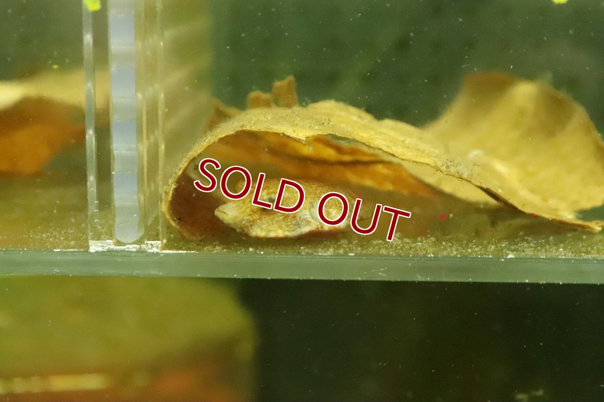 画像3: 【ウィンターセール 10％OFF対象商品】【淡水魚】【通販】特価 テトラオドン ミウルス【１匹 サンプル画像】(±3ｃｍ)(淡水フグ)（生体）（熱帯魚）NK (3)