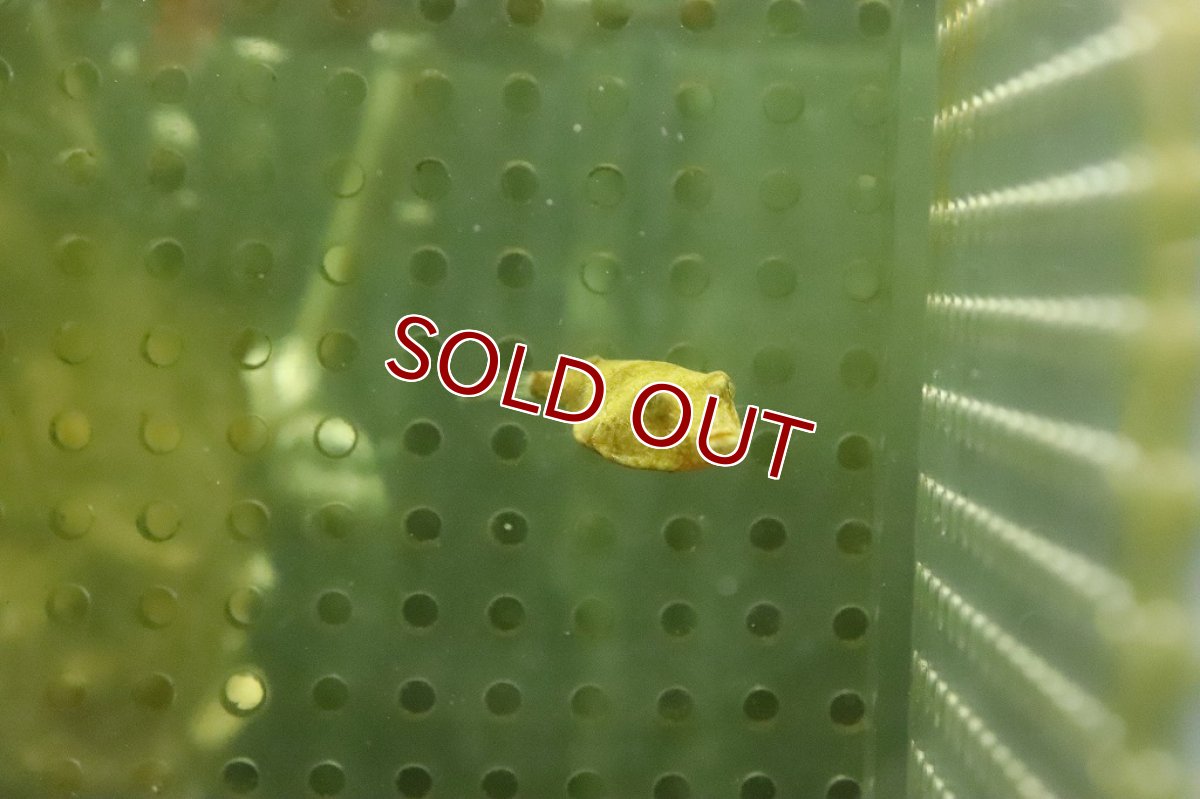 画像4: 【ウィンターセール 10％OFF対象商品】【淡水魚】【通販】特価 テトラオドン ミウルス【１匹 サンプル画像】(±3ｃｍ)(淡水フグ)（生体）（熱帯魚）NK (4)