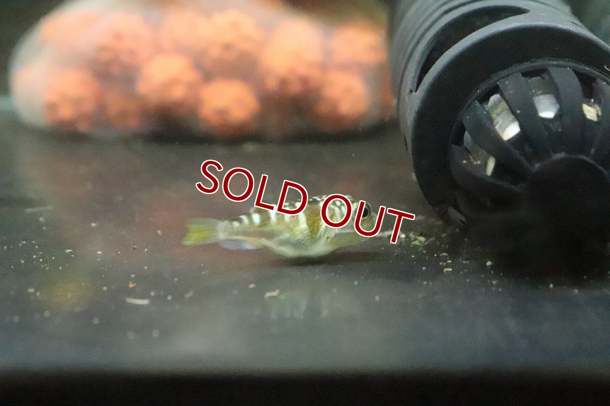 画像2: 【淡水魚】ホワイトスポットパファー（パトカパファー）【１匹 サンプル画像】(フグ)(生体)(熱帯魚)NK (2)