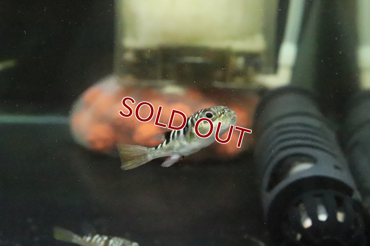 画像3: 【淡水魚】ホワイトスポットパファー（パトカパファー）【１匹 サンプル画像】(フグ)(生体)(熱帯魚)NK (3)