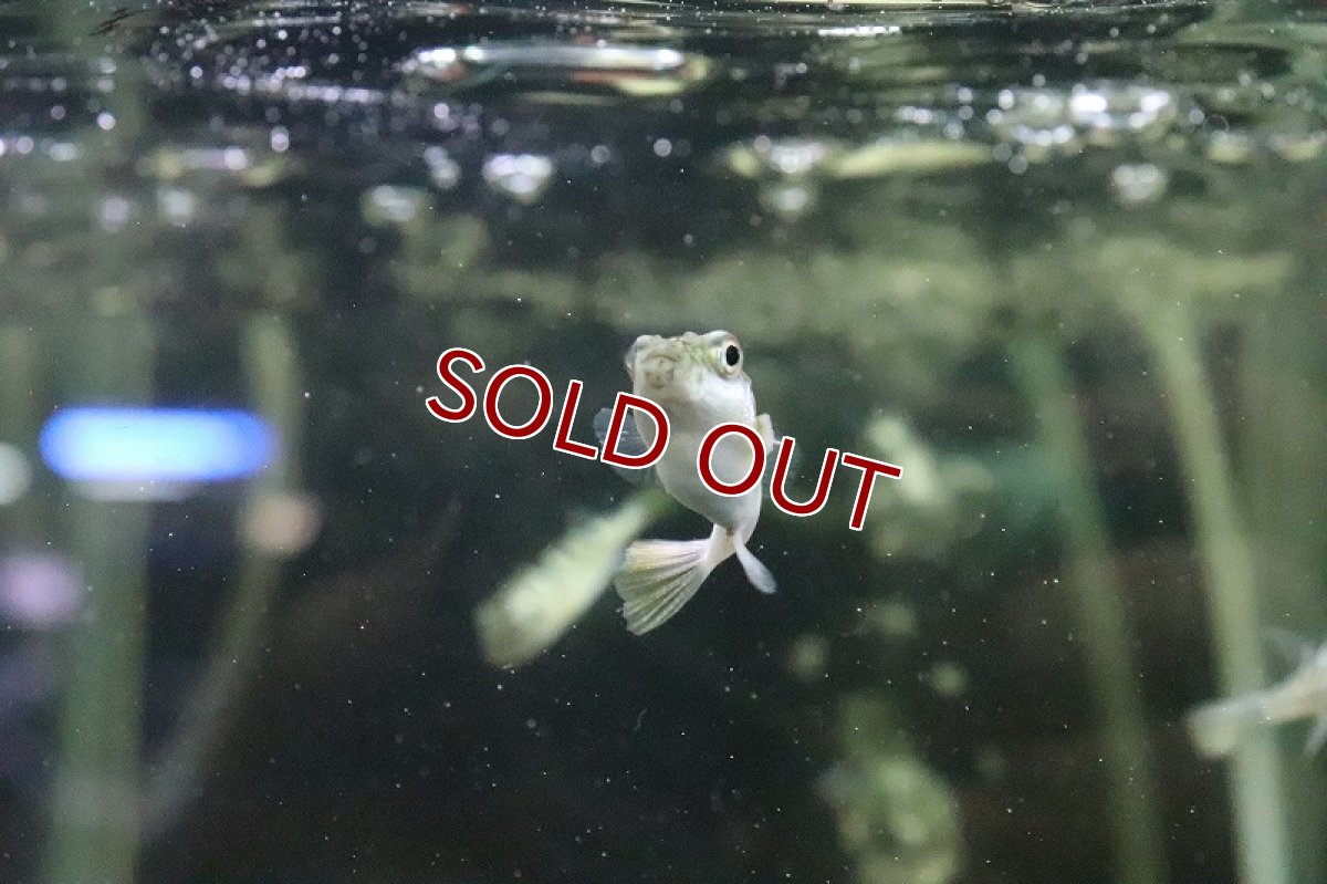 画像4: 【淡水魚】ホワイトスポットパファー（パトカパファー）【１匹 サンプル画像】(フグ)(生体)(熱帯魚)NK (4)