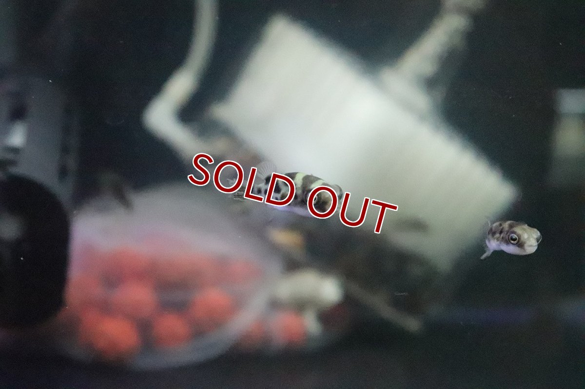 画像2: 【淡水魚】淡水管理 インドトパーズパファー【1匹 サンプル画像】(淡水フグ)(生体)(熱帯魚)NK (2)