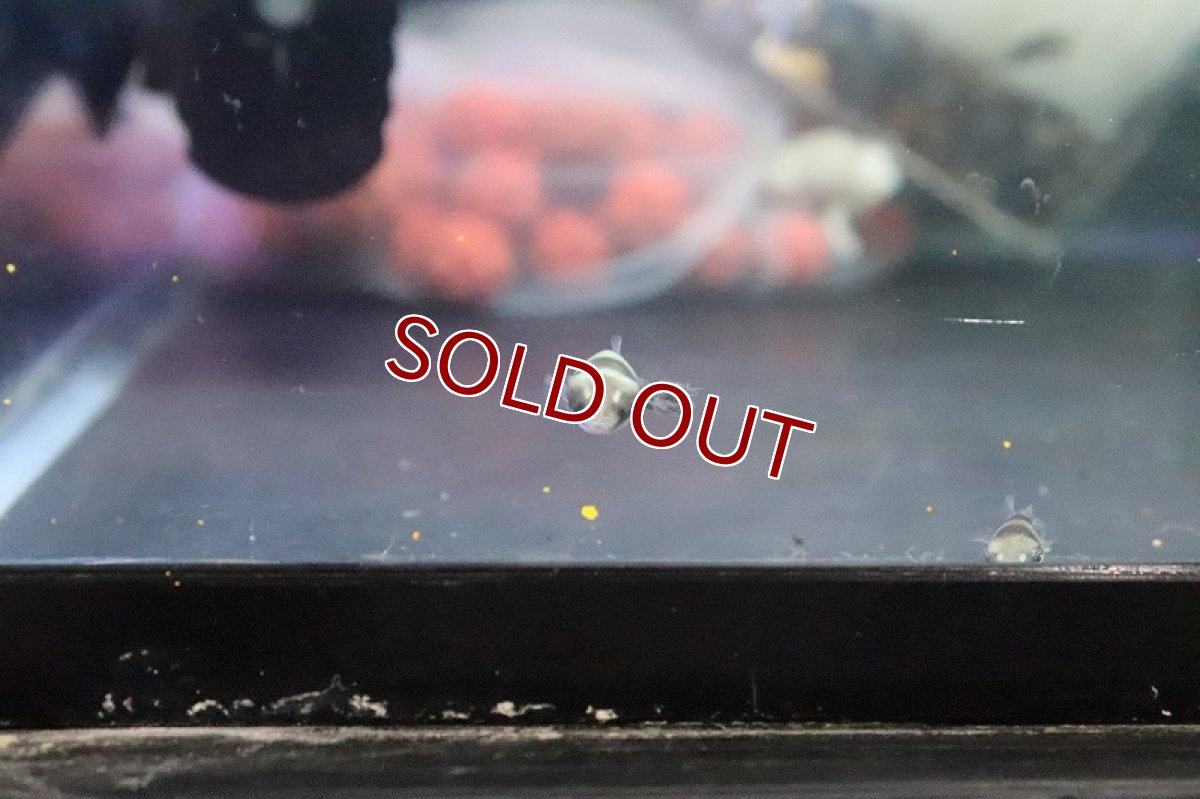 画像3: 【淡水魚】淡水管理 インドトパーズパファー【1匹 サンプル画像】(淡水フグ)(生体)(熱帯魚)NK (3)