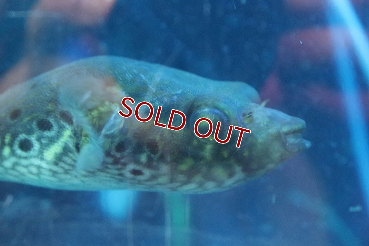 画像2: 【淡水魚】激安  インドシナレオパードパッファー ワイルド【１匹サンプル画像】(±10cm)(淡水フグ)(生体)(熱帯魚)NK (2)