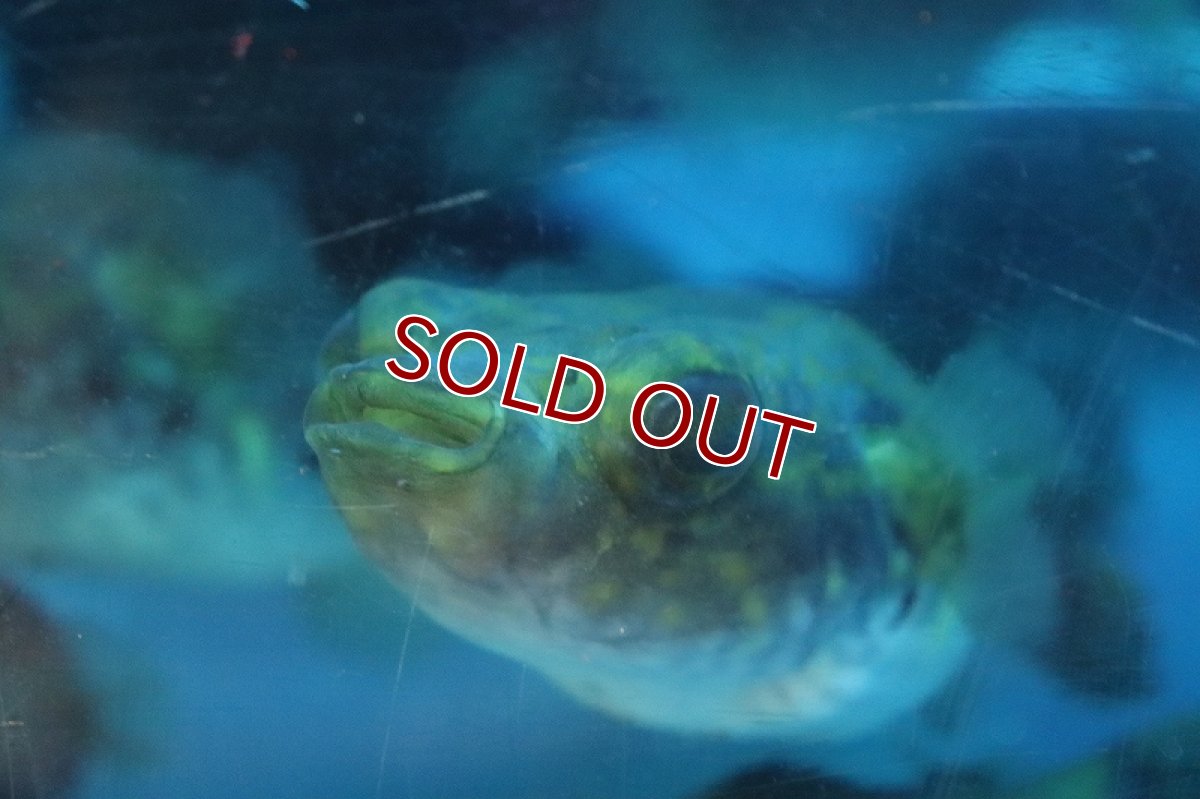 画像3: 【淡水魚】激安  インドシナレオパードパッファー ワイルド【１匹サンプル画像】(±10cm)(淡水フグ)(生体)(熱帯魚)NK (3)