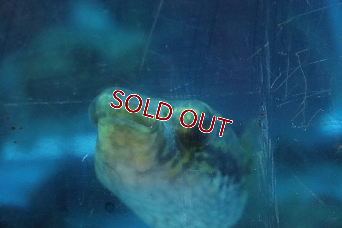 画像4: 【淡水魚】激安  インドシナレオパードパッファー ワイルド【１匹サンプル画像】(±10cm)(淡水フグ)(生体)(熱帯魚)NK (4)