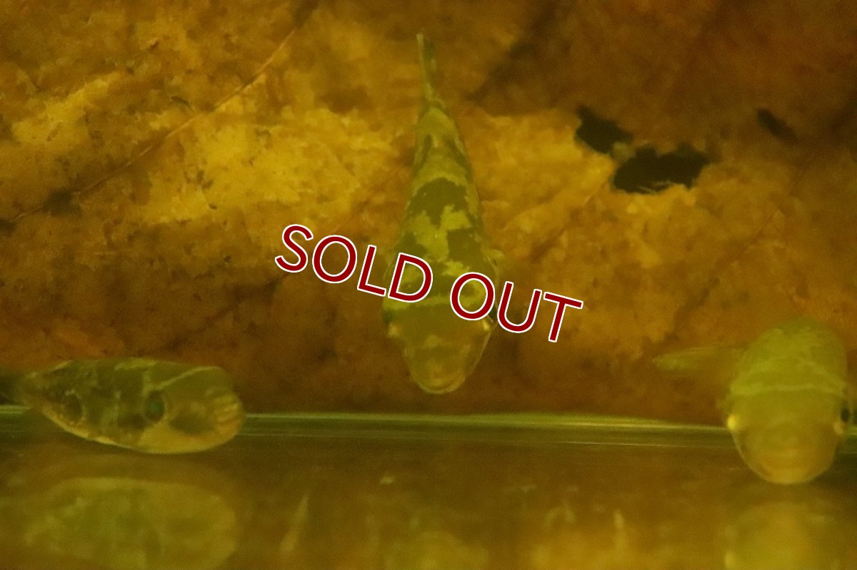 画像2: 【淡水魚】インドエメラルドフグ ワイルド【1匹 サンプル画像】(淡水フグ)(生体)(熱帯魚)NK (2)