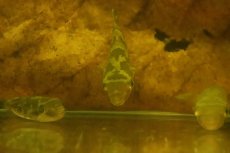 画像2: 【淡水魚】【通販】インドエメラルドフグ ワイルド【1匹 サンプル画像】(淡水フグ)(生体)(熱帯魚)NK (2)