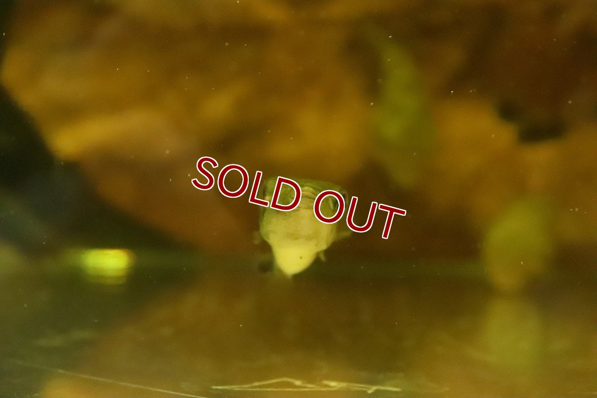 画像3: 【淡水魚】インドエメラルドフグ ワイルド【1匹 サンプル画像】(淡水フグ)(生体)(熱帯魚)NK (3)