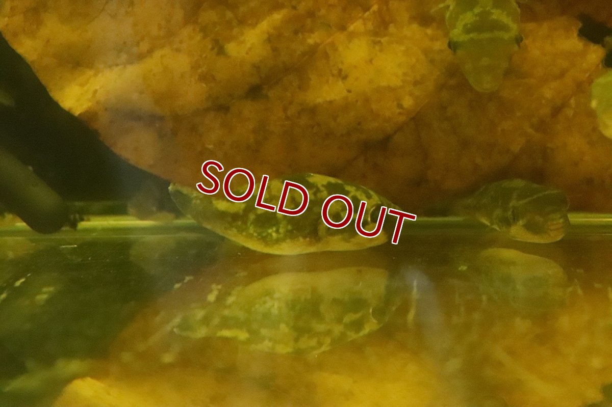 画像4: 【淡水魚】インドエメラルドフグ ワイルド【1匹 サンプル画像】(淡水フグ)(生体)(熱帯魚)NK (4)