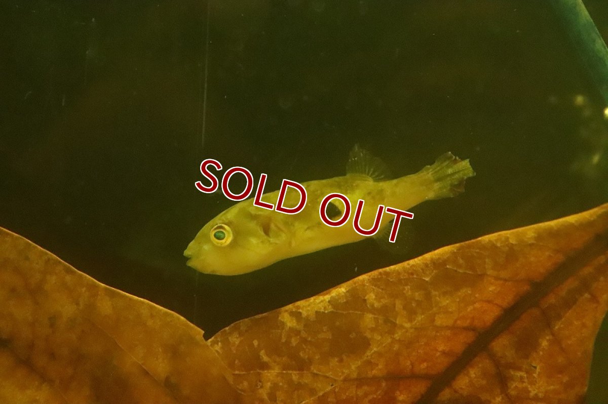 画像5: 【淡水魚】インドエメラルドフグ ワイルド【1匹 サンプル画像】(淡水フグ)(生体)(熱帯魚)NK (5)