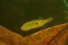 画像5: 【淡水魚】【通販】インドエメラルドフグ ワイルド【1匹 サンプル画像】(淡水フグ)(生体)(熱帯魚)NK (5)
