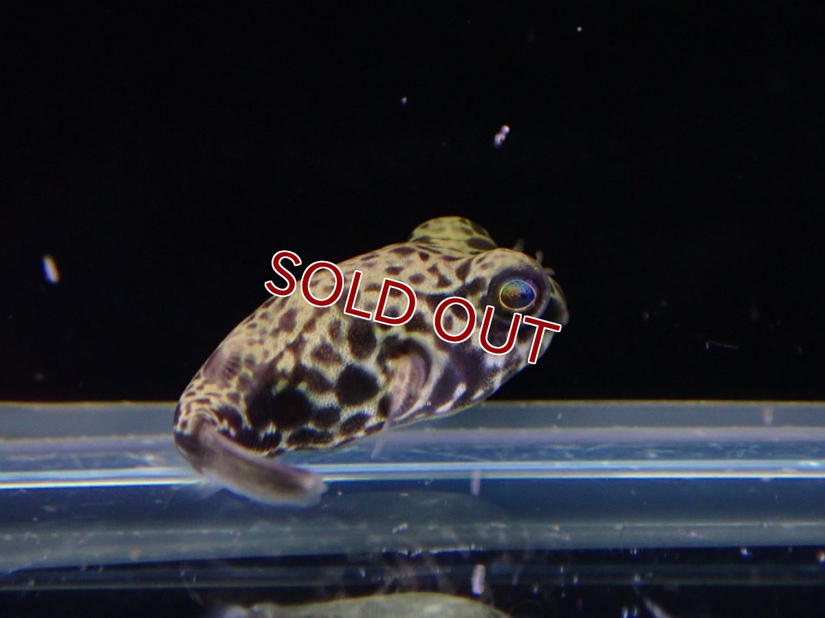 画像2: 【淡水魚】【通販】激安 激レア テトラオドン パストゥレイタス【１匹 サンプル画像】(生体)(熱帯魚)NK (2)