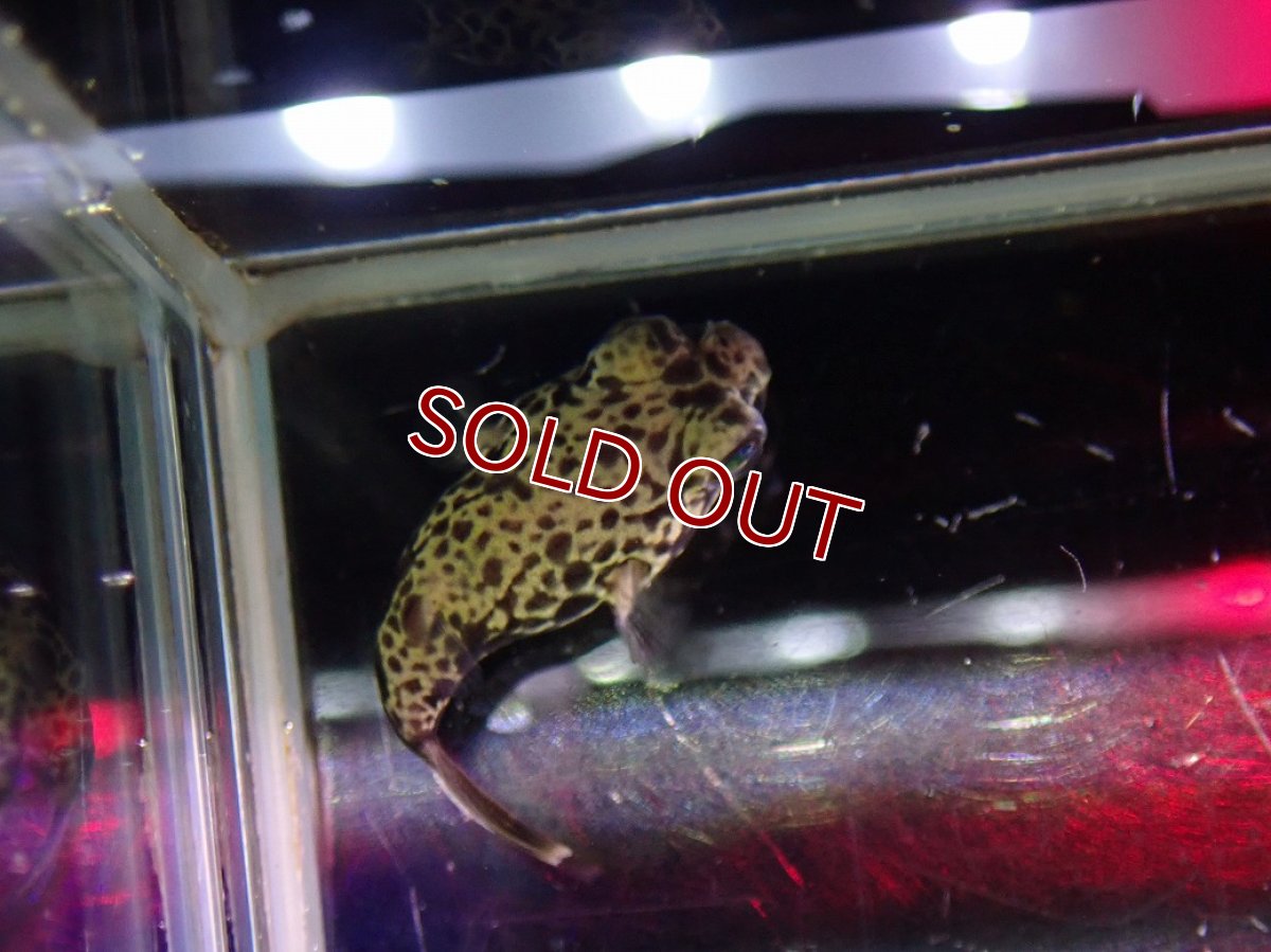 画像3: 【淡水魚】【通販】激安 激レア テトラオドン パストゥレイタス【１匹 サンプル画像】(生体)(熱帯魚)NK (3)