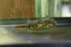 画像1: 【淡水魚】【通販】テトラオドン ショウテデニー【１匹 サンプル画像】(±7cm)(フグ)(生体)(熱帯魚)NK (1)