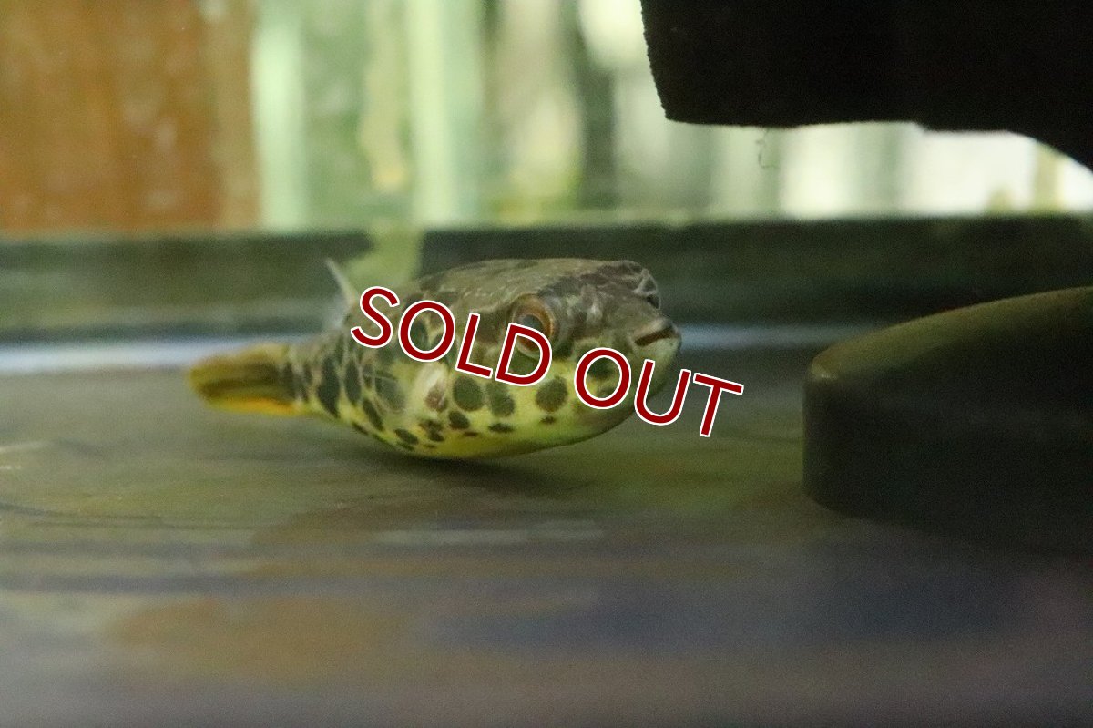 画像2: 【ウィンターセール 10％OFF対象商品】【淡水魚】【通販】テトラオドン ショウテデニー【１匹 サンプル画像】(±7-8cm)(フグ)(生体)(熱帯魚)NK (2)