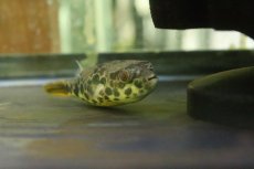画像2: 【淡水魚】【通販】テトラオドン ショウテデニー【１匹 サンプル画像】(±7cm)(フグ)(生体)(熱帯魚)NK (2)