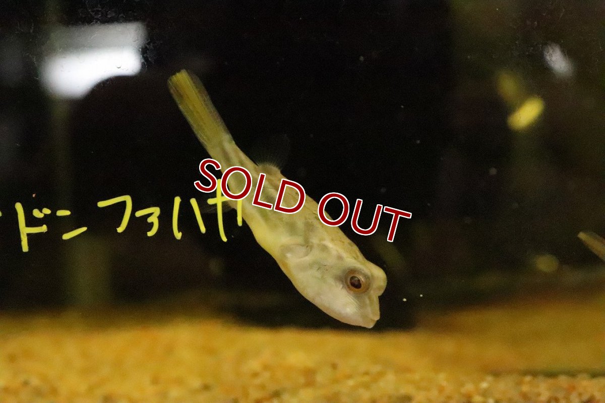 画像1: 【ウィンターセール 10％OFF対象商品】【淡水魚】【通販】テトラオドン ファハカ【１匹 サンプル画像】(淡水フグ)(生体)(熱帯魚)NK (1)