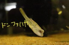 画像1: 【淡水魚】【通販】テトラオドン ファハカ【１匹 サンプル画像】(淡水フグ)(生体)(熱帯魚)NK (1)