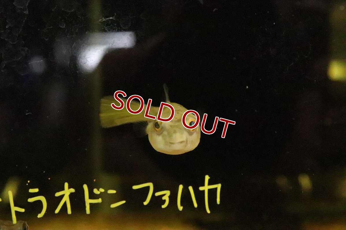 画像2: 【ウィンターセール 10％OFF対象商品】【淡水魚】【通販】テトラオドン ファハカ【１匹 サンプル画像】(淡水フグ)(生体)(熱帯魚)NK (2)