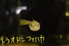 画像2: 【淡水魚】【通販】テトラオドン ファハカ【１匹 サンプル画像】(淡水フグ)(生体)(熱帯魚)NK (2)