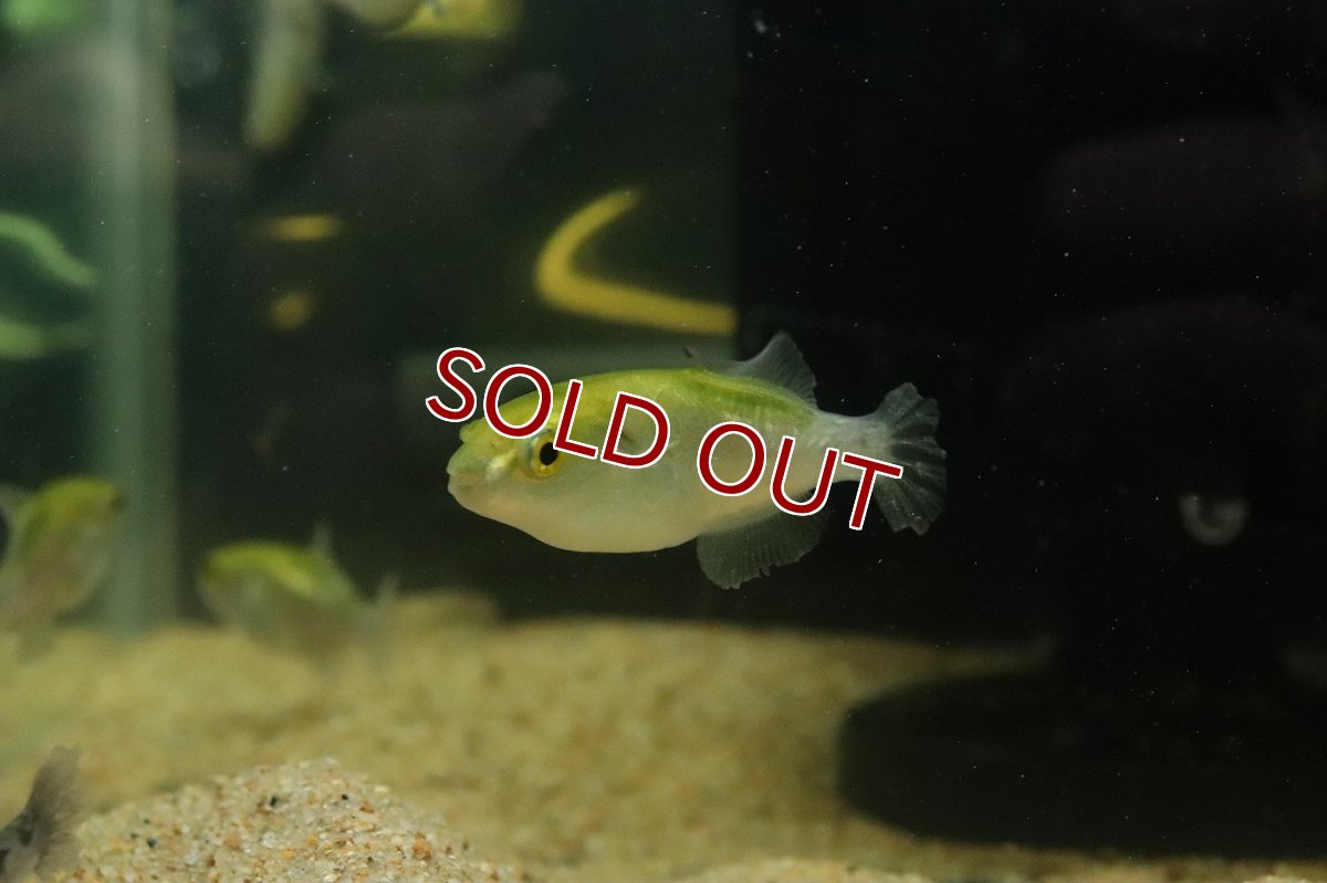 画像1: 【10%OFF対象商品30周年セール】【淡水魚】【通販】ブロンズパッファー(ゴールデンパッファー)【1匹 サンプル画像】(淡水フグ)（生体）（熱帯魚）NK (1)