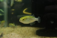 画像1: 【淡水魚】【通販】ブロンズパッファー(ゴールデンパッファー)【1匹 サンプル画像】(淡水フグ)（生体）（熱帯魚）NK (1)