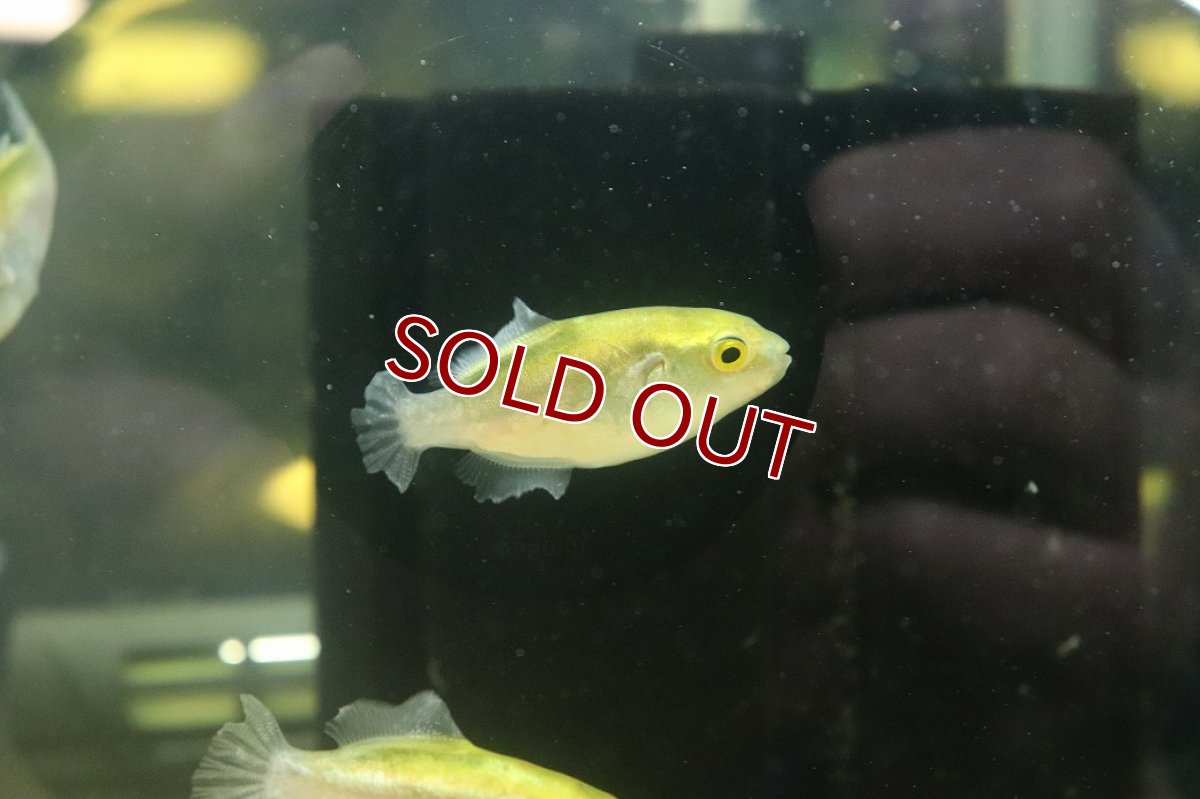 画像2: 【10%OFF対象商品30周年セール】【淡水魚】【通販】ブロンズパッファー(ゴールデンパッファー)【1匹 サンプル画像】(淡水フグ)（生体）（熱帯魚）NK (2)
