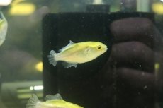 画像2: 【淡水魚】【通販】ブロンズパッファー(ゴールデンパッファー)【1匹 サンプル画像】(淡水フグ)（生体）（熱帯魚）NK (2)