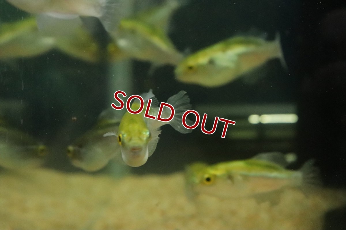画像3: 【10%OFF対象商品30周年セール】【淡水魚】【通販】ブロンズパッファー(ゴールデンパッファー)【1匹 サンプル画像】(淡水フグ)（生体）（熱帯魚）NK (3)