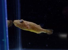 画像1: 【淡水魚】【通販】激安 テトラオドン バイレイ(毛フグ)【1匹 サンプル画像】(±3cm)(淡水フグ)(生体)(熱帯魚)NK (1)